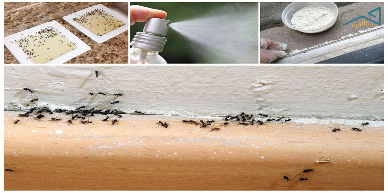 آسیب موریانه به پارکت لمینت